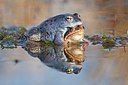 BUITEN BEELD Foto: 162861