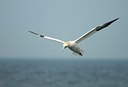 BUITEN BEELD Foto: 162886