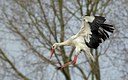 BUITEN BEELD Foto: 163165