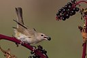 BUITEN BEELD Foto: 163196