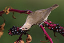 BUITEN BEELD Foto: 163209