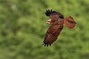 BUITEN BEELD Foto: 163355