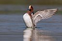 BUITEN BEELD Foto: 163406
