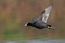 BUITEN BEELD Foto: 163465