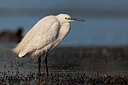 BUITEN BEELD Foto: 163505