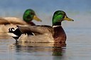 BUITEN BEELD Foto: 163512