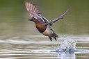 BUITEN BEELD Foto: 163559