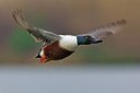 BUITEN BEELD Foto: 163582