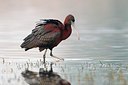 BUITEN BEELD Foto: 163617