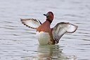 BUITEN BEELD Foto: 163633