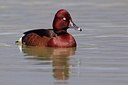 BUITEN BEELD Foto: 163635