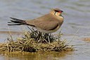 BUITEN BEELD Foto: 163683