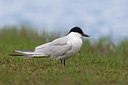 BUITEN BEELD Foto: 163740