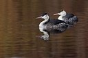 BUITEN BEELD Foto: 163785