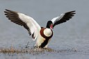 BUITEN BEELD Foto: 163840