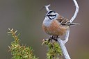 BUITEN BEELD Foto: 163854