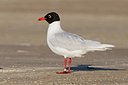 BUITEN BEELD Foto: 163976