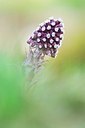 BUITEN BEELD Foto: 164027