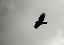 BUITEN BEELD Foto: 164144