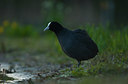 BUITEN BEELD Foto: 164148