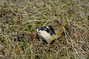 BUITEN BEELD Foto: 164329