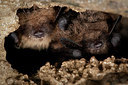 BUITEN BEELD Foto: 164347