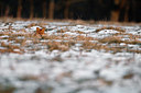 BUITEN BEELD Foto: 164400