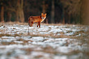 BUITEN BEELD Foto: 164402