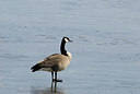 BUITEN BEELD Foto: 164504