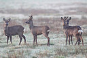 BUITEN BEELD Foto: 164835
