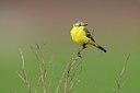 BUITEN BEELD Foto: 165075