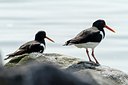 BUITEN BEELD Foto: 165130