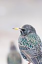 BUITEN BEELD Foto: 165294
