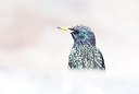 BUITEN BEELD Foto: 165295