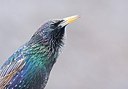 BUITEN BEELD Foto: 165299