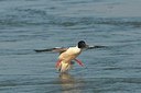 BUITEN BEELD Foto: 165333