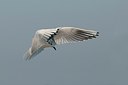 BUITEN BEELD Foto: 165339