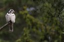 BUITEN BEELD Foto: 165489