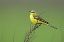 BUITEN BEELD Foto: 165516