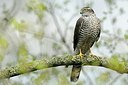 BUITEN BEELD Foto: 165520