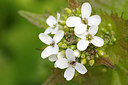 BUITEN BEELD Foto: 165554