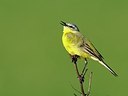BUITEN BEELD Foto: 165567