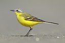 BUITEN BEELD Foto: 165569