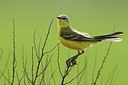 BUITEN BEELD Foto: 165577