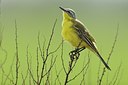 BUITEN BEELD Foto: 165580