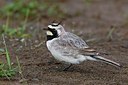 BUITEN BEELD Foto: 165593