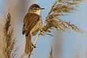 BUITEN BEELD Foto: 165645