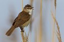 BUITEN BEELD Foto: 165646