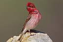 BUITEN BEELD Foto: 165669