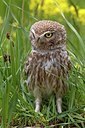 BUITEN BEELD Foto: 165677